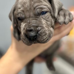 Great Dane Puppies from Blue Thunder Danes