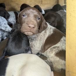 German Shorthaired Pointer Puppies from Red Hills GSPs