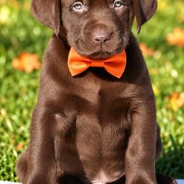 Fudge - Chocolate male Labrador Retriever puppy in Chicago, Illinois from Urbane Retrievers