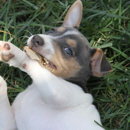 Rat Terrier Puppies from River Ridge Rat Terriers