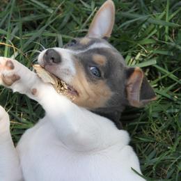 Rat Terrier Puppies from River Ridge Rat Terriers