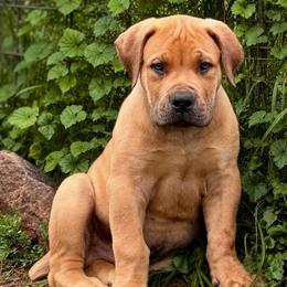 NAGATO - Fawn male Boerboel puppy in Pennsylvania from Cold River Boerboels