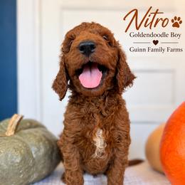 Nitro - male Goldendoodle puppy in Grove, Oklahoma from Guinn Family Farms