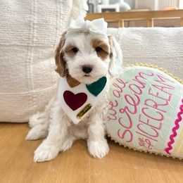 Vanilla Bean - Caramel red female Australian Labradoodle puppy in Palmdale, California from Doodles_Ko