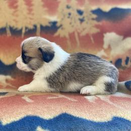 Dally - Red female Pembroke Welsh Corgi puppy in Woodland, Washington from MB Acres Corgis