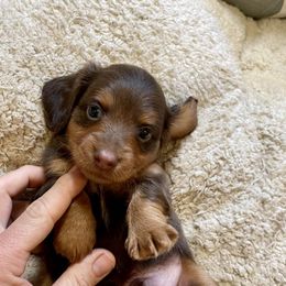 Dachshunds from The Doxie King