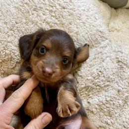 Dachshunds from The Doxie King