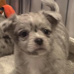 Big Mack - Blue merle male Chihuahua puppy in Brooklyn, Connecticut from Ladybug Chihuahuas