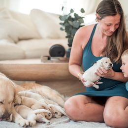 Golden Retriever puppies from Silver Pines Pups