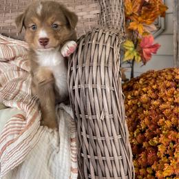 Rabbit - Red merle male Toy Australian Shepherd puppy in Quincy, Michigan from Ivy Meadows and Friends