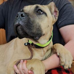 Lime Collar - Fawn female Cane Corso puppy in Lewistown, Montana from Corsi Amore Kennels