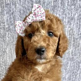 Bernedoodles and Goldendoodles from AzDoodle Dandies