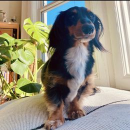 Dachshund Puppies from ForeversEdge Doxies