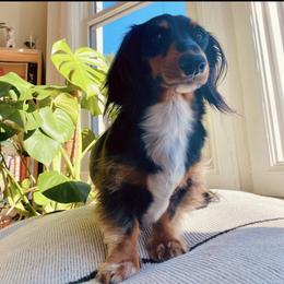 Dachshund Puppies from ForeversEdge Doxies