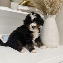 Orange - Tri-color male Bernedoodle puppy in Springville, Utah from JW Doodles