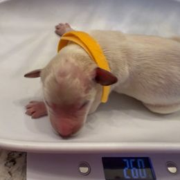 Yellow collar male - Parti male Double Doodle puppy in Norfolk, Virginia from Móraí’s Doodles