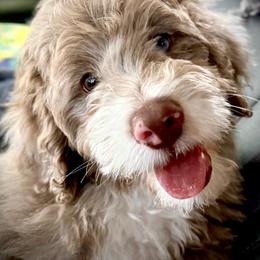 Bernedoodle, Cavapoo, and Goldendoodle Puppies from Blackberry Farm Puppies