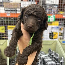 Cider - Brown male Poodle puppy in Cleveland, Texas from Jolley Poodles