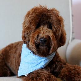 Leah - Australian Labradoodle