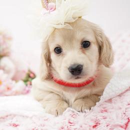 Meredith - Cream female Dachshund puppy in Big Rapids, Michigan from 30 Acre Woods Dachshunds