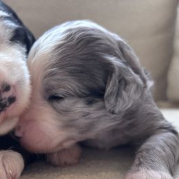 Sheepadoodles from Sheepadoodle Doo