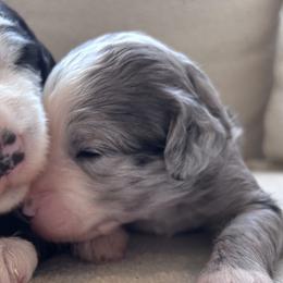Sheepadoodles from Sheepadoodle Doo
