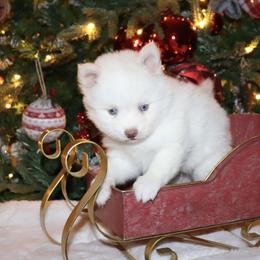 Blizzard - White male Pomsky puppy in Casa Grande, Arizona from Arizonas Pomsky Squad