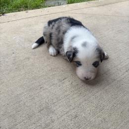 Jasper - Blue merle male Australian Shepherd puppy in Cypress, Texas from Cypress Aussies