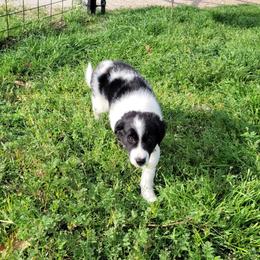 Marble 2500 - Blue merle male Border Collie puppy in Morgan, Texas from Shooting Star Ranch