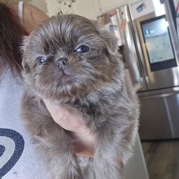 Shih Tzu Puppies from 🩷ViviDreamyShihtzus🩷