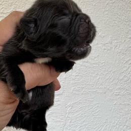 Moose - Tricolors male French Bulldog puppy in Porter, Texas from Whatabulldog