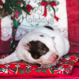Nimh (ASDR) - Red speckled male Australian Cattle Dog puppy in Marana, Arizona from Impact 3rd Australian Cattle Dogs