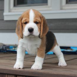 Pace - Black tan and white male Beagle puppy in Morrill, Kansas from Kelle Beagles