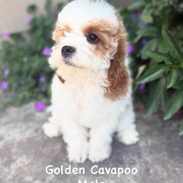 Boy 2 - Parti male Assorted Doodle Crosses puppy in Lyman, Wyoming from Backcountry Doodles