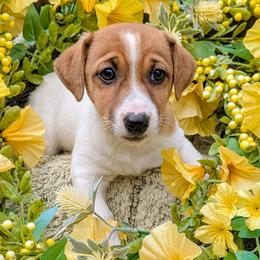 Shiloh - White and tan female Russell Terrier puppy in Sandown, New Hampshire from Patch Wood Irish Jacks