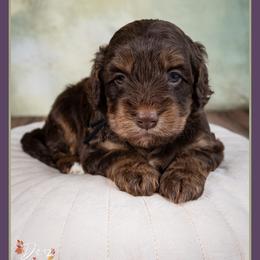 Columbia - Brown roan and tan male Cockapoo puppy in Connersville, Indiana from Deaz Doodle Ranch