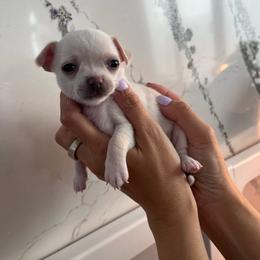 Yeti Cream White Female - Cream and white female Chihuahua puppy in Huntington Beach, California from Amore Chihuahuas