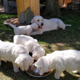 Golden Retriever Puppies from Hoekema Homestead Goldens