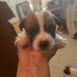 Arnold - White and tan male Russell Terrier puppy in Orange, Virginia from Woodside