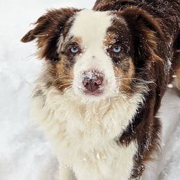 Meka - Miniature Australian Shepherd