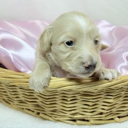 Priss - Cream female Dachshund puppy in Nashville, Arkansas from Whisenhunt Farms