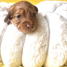 Miss Justice - Chocolate and tan female Dachshund puppy in Austin, Texas from Duchess Daphne's Doxie Empire