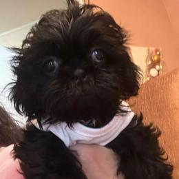 Elise - Black female Shih Tzu puppy in Frisco, Texas from My Royal Shih Tzu⚜️