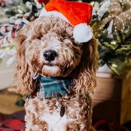 Cavapoos and Goldendoodles from Mercy Doodles