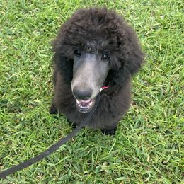 Poodle Puppies from Topsail Breeders