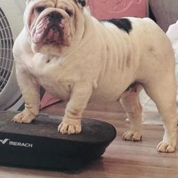 Moo-Ana - Black tri-color female Bulldog puppy in Ranson, West Virginia from EMR’s Bulldogs