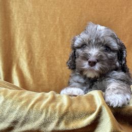 William (Sweet William) - Tri-color Australian Labradoodle puppy in Round Rock, Texas from North Austin Labradoodles