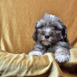 William (Sweet William) - Tri-color Australian Labradoodle puppy in Round Rock, Texas from North Austin Labradoodles