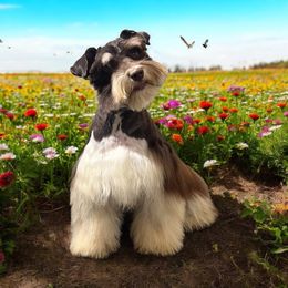 Trudy - Miniature Schnauzer