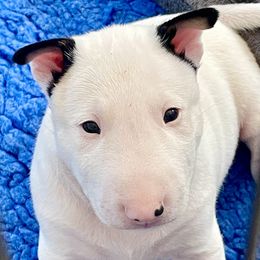 Boy 1 - White male Miniature Bull Terrier puppy in Granada Hills, California from Tonka Miniature Bull Terriers